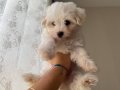 Maltese Terrier