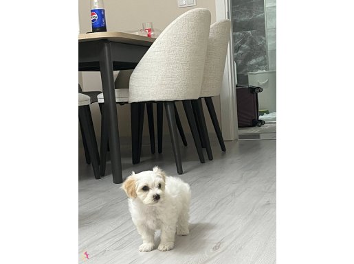 62 günlük erkek maltipoo köpeğimiz WC eğitimi var………………………..