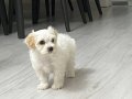 62 günlük erkek maltipoo köpeğimiz WC eğitimi var………………………..