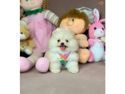 Pomeranian Boo Ayıcık Surat 