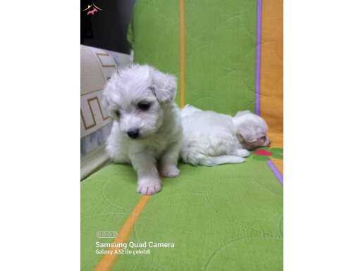 Maltese terrier