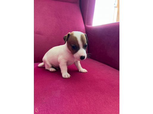 Jack Russel kısa bacak yavrular