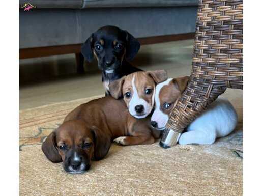 jack russel yavrularım