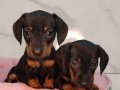 Dachound sosis yavrular 