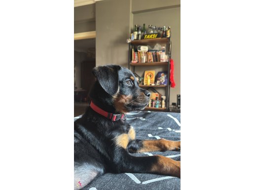 3 Aylık Dişi Safkan Rottweiler