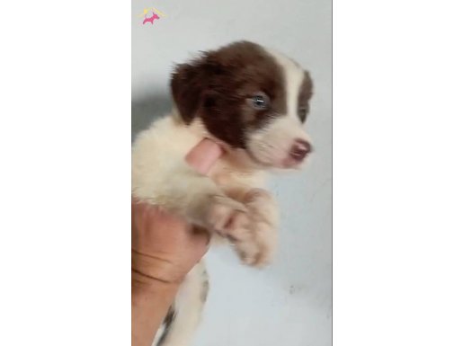 2 aylık border collie erkek çok şirin ve zeki 