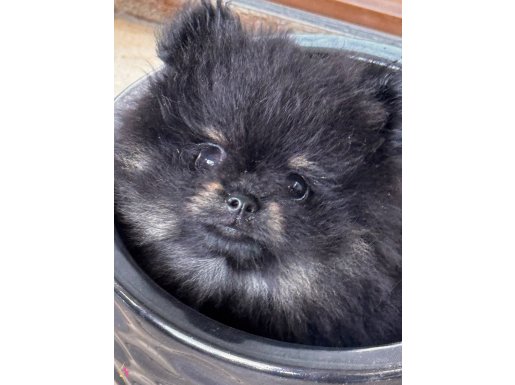 Pomeranian Boo SIFIR BURUN Black 3 Aylık Dişi