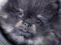 Pomeranian Boo SIFIR BURUN Black 3 Aylık Dişi