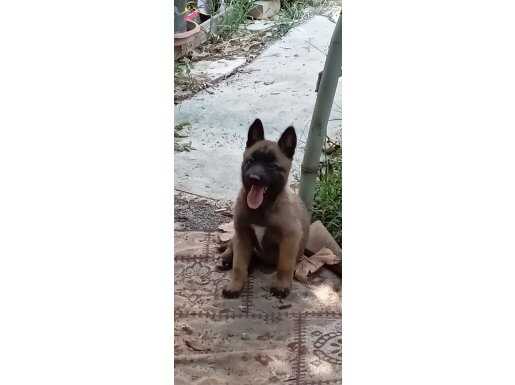 Tam original Belçika Kurdu (Malinois) Yavrular 