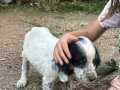 Yavru english setter ücretsiz sahiplendirme