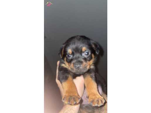 2 AYLIK SAFKAN ROTTWEILER ERKEK YAVRU