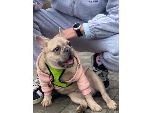 orijinal french bulldog anne baba srcli