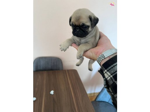 2 aylık saf kan pug erkek 