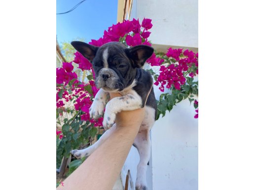 UYGUN FİYAT FRENCH BULLDOG