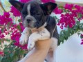 UYGUN FİYAT FRENCH BULLDOG