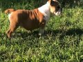 Irkının en iyilerinden ingiliz bulldog yavrusu