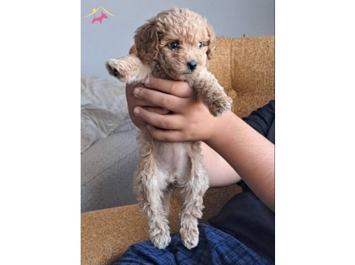 1.5 aylik dişi maltipoo