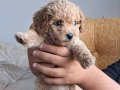 1.5 aylik dişi maltipoo