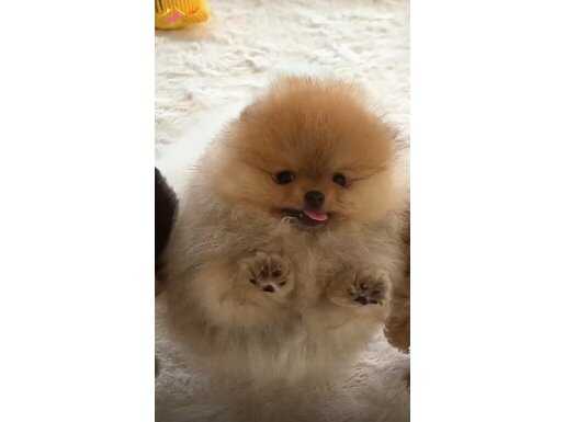 Boo Pomeranian Gerçek Ayicik Surat Yavrularımız 