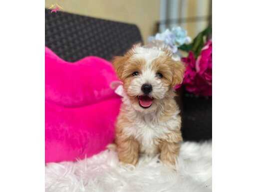 Maltipoo En Minik Boy Yavrularımız 