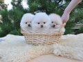 Pomeranian Boo Teddy Bear Yavrularımız 