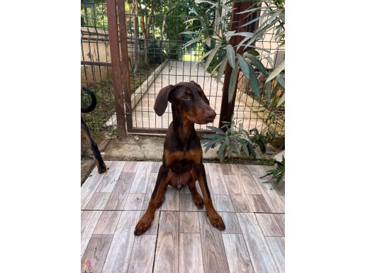 2 dişi yavru doberman