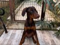 2 dişi yavru doberman