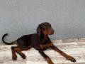 Orijinal doberman