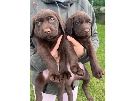 Irk ve sağlık garantili Çikolata Labrador Yavrular