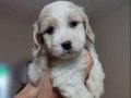 Mini orijinal beyaz maltipoo 