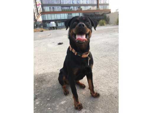 safkan şampiyon yavrusu rottweiler