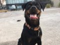 safkan şampiyon yavrusu rottweiler