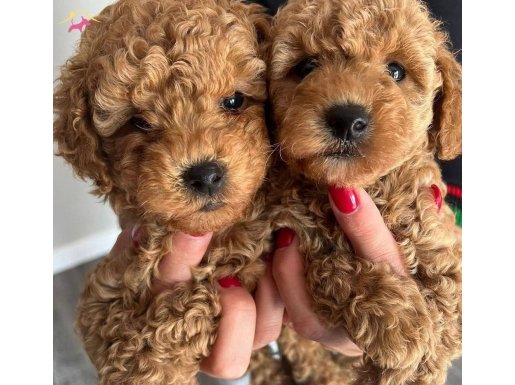 Ev ortamında safkan toy poodle