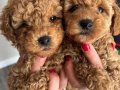 Ev ortamında safkan toy poodle