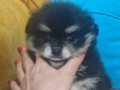 Pomeranian boo yavrular safkandır