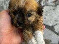 Disi 2aylik maltipoo kısa boy ırk 