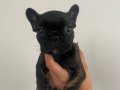 42 günlük french bulldog yavru tiger