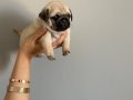 1 AYLIK PUG MOPS BEBEKLER