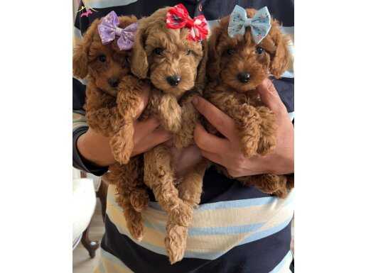 Ev ortaminda buyuyen toy poodle bebeklerimiz