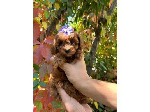 Ev ortaminda buyuyen toy poodle bebekler