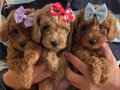 Ev ortaminda buyuyen toy poodle bebeklerimiz