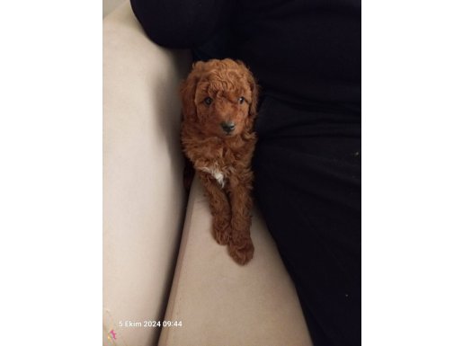 Toy poodle red brown