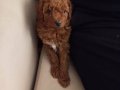 Toy poodle red brown