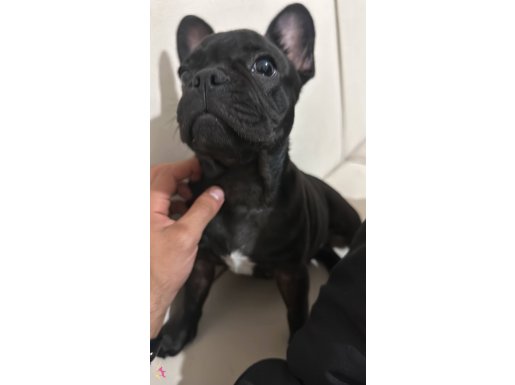 3 AYLIK FRENCH BULLDOG AŞILARI YAPILDI