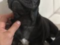 3 AYLIK FRENCH BULLDOG AŞILARI YAPILDI