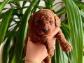 IRK VE SAĞLIK GARANTİLİ BEBEK YÜZLÜ POODLE YAVRUSU