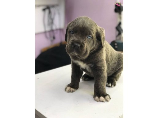 Safkan sağlıklı cane corso yavrular 