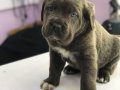 Safkan sağlıklı cane corso yavrular 