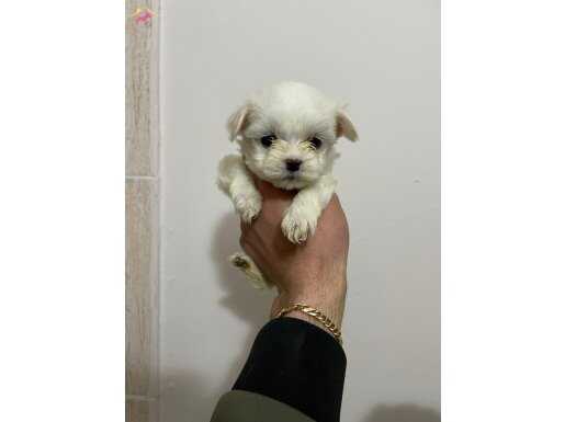 Safkan Teacup Kore Maltese Terrier Yavrular