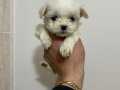 Safkan Teacup Kore Maltese Terrier Yavrular